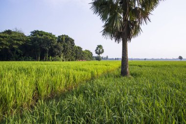 Bangladeş 'in kırsalındaki pirinç tarlalarının tarım manzarası