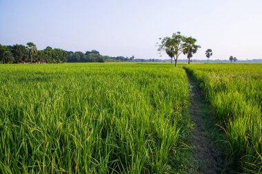 Bangladeş 'in kırsalındaki pirinç tarlalarının tarım manzarası