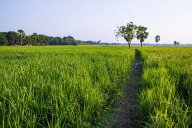 Bangladeş 'in kırsalındaki pirinç tarlalarının tarım manzarası