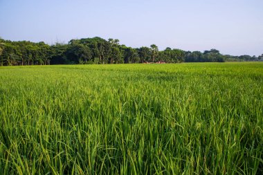 Bangladeş 'in kırsalındaki pirinç tarlalarının tarım manzarası