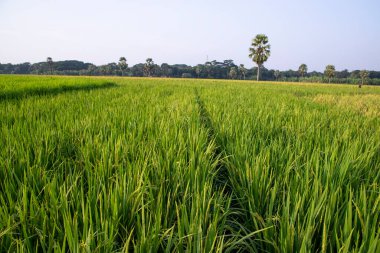 Bangladeş 'in kırsalındaki pirinç tarlalarının tarım manzarası