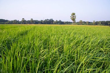 Bangladeş 'in kırsalındaki pirinç tarlalarının tarım manzarası