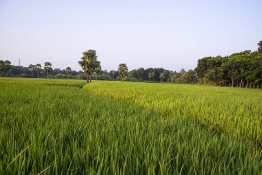 Bangladeş 'in kırsalındaki pirinç tarlalarının tarım manzarası