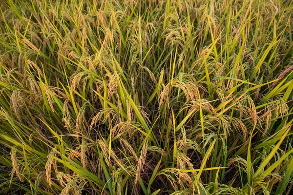 Top view grain rice field agriculture landscape