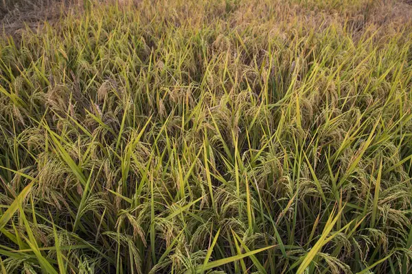 Top view grain rice field agriculture landscape