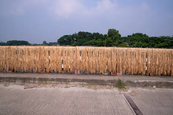 Golden wet raw jute fiber hanging under the sunlight for drying in Bangladesh . This is the Called Golden Fiber in Bangladesh