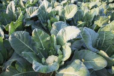 Taze Karnabahar çiğ sebze bahçedeki organik toprakta yetişir. Taze karnabahar tarlasında organik tarım