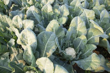 Taze Karnabahar çiğ sebze bahçedeki organik toprakta yetişir. Taze karnabahar tarlasında organik tarım