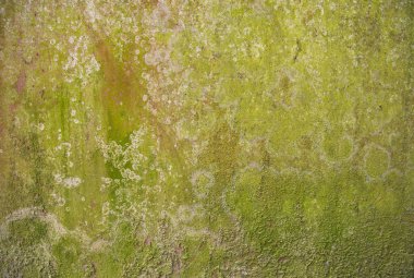 Lichen Mantarı Yeşil Yosun dokusu soyut arka plan beton duvar. Rusty, Grungy, Gritty Vintage Geçmişi