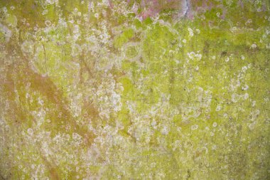 Lichen Mantarı Yeşil Yosun dokusu soyut arka plan beton duvar. Rusty, Grungy, Gritty Vintage Geçmişi