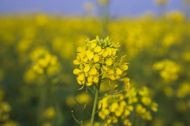 Yakın plan Odaklanma Bulanık arkaplan ile güzel açan sarı kolza çiçeği