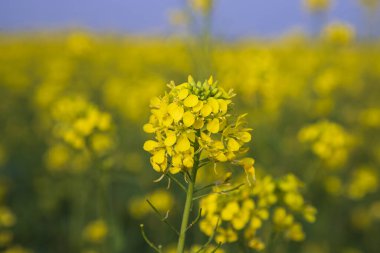 Yakın plan Odaklanma Bulanık arkaplan ile güzel açan sarı kolza çiçeği