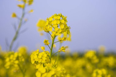 Yakın plan Odaklan Mavi gökyüzü Bulanık Arkaplanlı Güzel Sarı Kolza Çiçeği