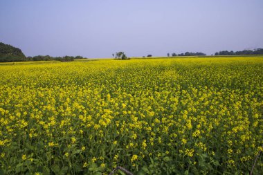Bangladeş 'in kırsalında mavi gökyüzü olan bir tarlada Güzel Çiçek Manzarası