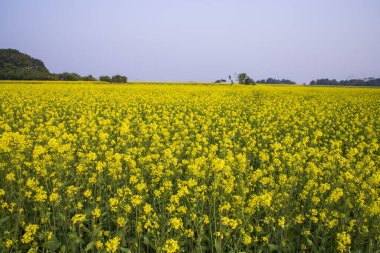 Bangladeş 'in kırsalında mavi gökyüzü olan bir tarlada Güzel Çiçek Manzarası