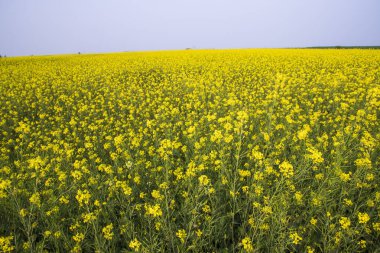 Bangladeş 'in kırsalında mavi gökyüzü olan bir tarlada Güzel Çiçek Manzarası