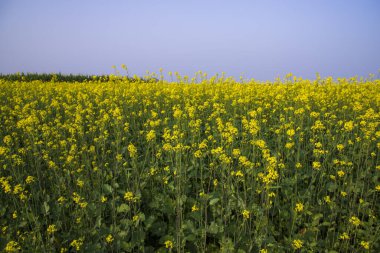 Bangladeş 'in kırsal kesiminde sarı kolza çiçeği tarlası