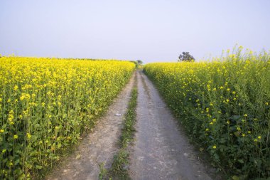 Kırsal toprak yol mavi gökyüzü arkaplanlı kolza tohumu tarlasından geçiyor.