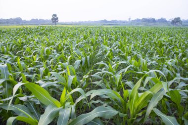 Bangladeş 'in hasat kırsalında yetişen tarım mısır tarlaları