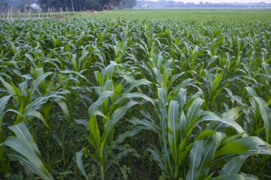 Bangladeş 'in hasat kırsalında yetişen tarım mısır tarlaları