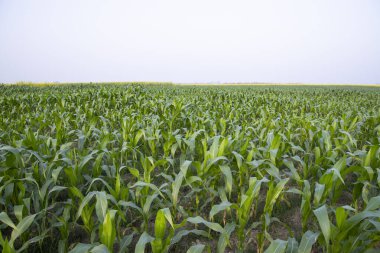 Bangladeş 'in hasat kırsalında yetişen tarım mısır tarlaları