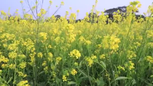 Yellow Rapeseed Mustard Flowers Blowing Wind Field Natural Agriculture Harvest — Stock Video