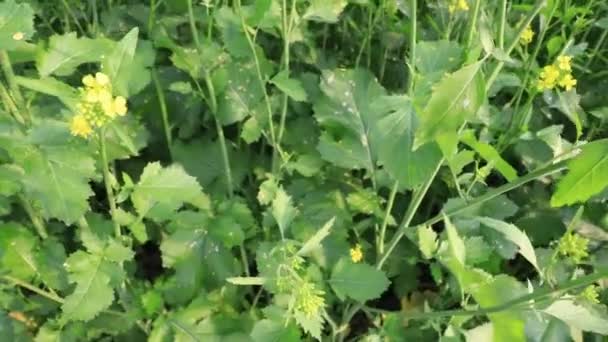 Gele Koolzaad Mosterd Bloemen Waait Wind Het Veld Natuurlijke Landbouw — Stockvideo