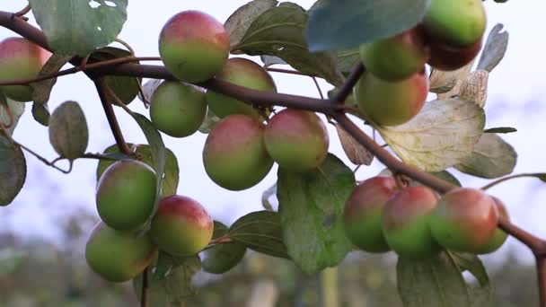 Κόκκινα Φρούτα Jujube Μήλο Kul Boroi Ένα Κλαδί Δέντρου Κούνιες — Αρχείο Βίντεο