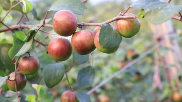 红枣或苹果树的枝条在花园里摇曳着 田园的深度很浅 闭锁焦点 — 图库视频影像
