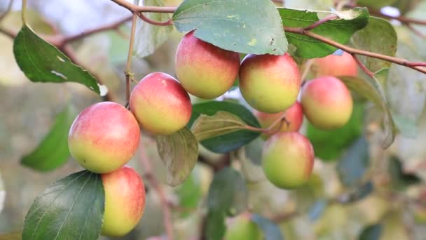 红枣或苹果树的枝条在花园里摇曳着 田园的深度很浅 闭锁焦点 — 图库视频影像