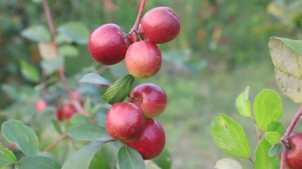 庭の木の枝に赤いジューブフルーツやリンゴクボロイは 浅いフィールドの深さを持つ クローズアップフォーカス — ストック動画
