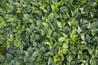 Bangladeş kırsalındaki Tatlı Patates Bitkisi 'nin Yeşil Yapraklar Desenli Arkaplanı