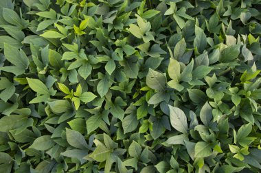 Bangladeş kırsalındaki Tatlı Patates Bitkisi 'nin Yeşil Yapraklar Desenli Arkaplanı