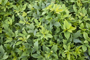 Bangladeş kırsalındaki Tatlı Patates Bitkisi 'nin Yeşil Yapraklar Desenli Arkaplanı