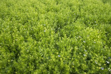 Arazide çiçek açan Beyaz Nigella sativa çiçekleri. Üst Görünüm Doku arkaplanı