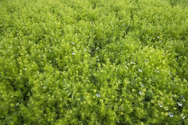 Arazide çiçek açan Beyaz Nigella sativa çiçekleri. Üst Görünüm Doku arkaplanı