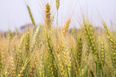 Buğday tarlası mavi gökyüzü görüntüsüyle yakın çekim artışı
