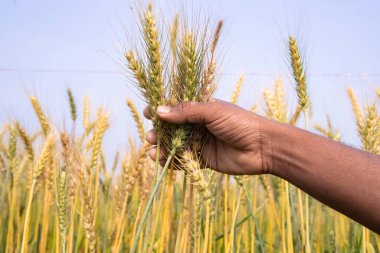 Çiftçi El tarlada buğday filizi tutuyor.