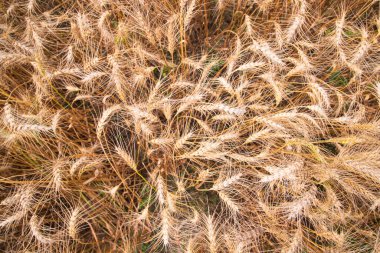 Olgun buğday taneciklerinin tarladaki en üst görüntüsü