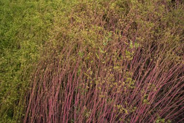 Yeşil kişniş tohumları bitki dokusu tarımsal kavramlar
