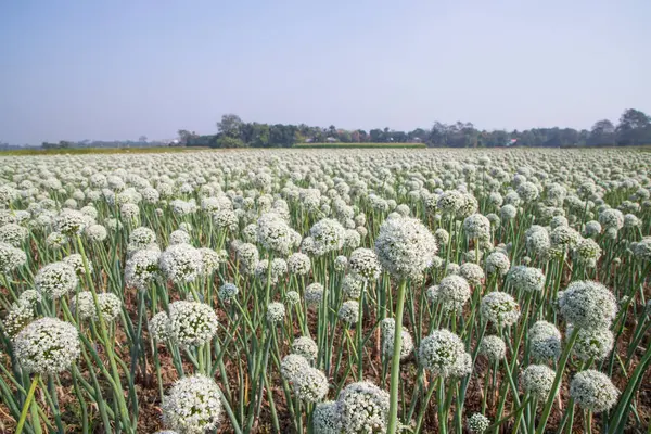 Onion Flowers Plantation  in the field natural Landscape view under the Blue sky