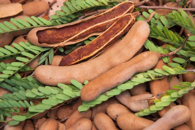 Yakın plan Taze Yapraklı Olgun Tamarind Meyveleri Odakla