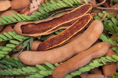 Yakın plan Taze Yapraklı Olgun Tamarind Meyveleri Odakla