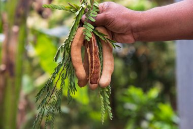 El ele tutuşmuş biraz Tamarind Fruits, bulanık arkaplanlı yeşil yapraklar. Seçici Odaklanma