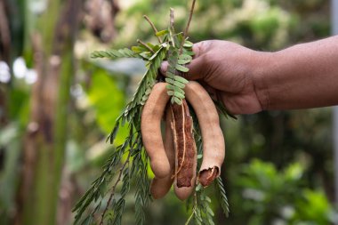 El ele tutuşmuş biraz Tamarind Fruits, bulanık arkaplanlı yeşil yapraklar. Seçici Odaklanma