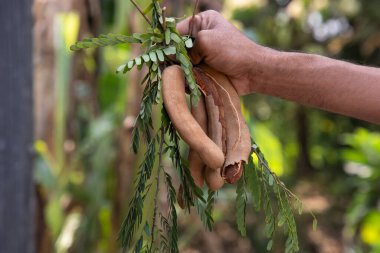 El ele tutuşmuş biraz Tamarind Fruits, bulanık arkaplanlı yeşil yapraklar. Seçici Odaklanma