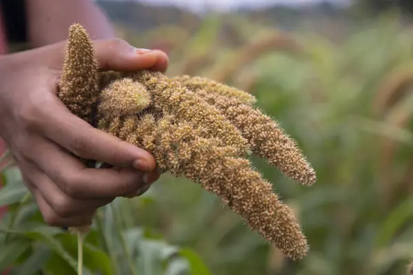 stock image Farmer Hand-holding millet spike in the agriculture harvest field. Selective focus