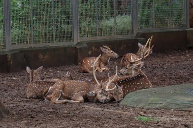 Bir grup geyik, huzurlu bir park ortamında sakince oturuyor.