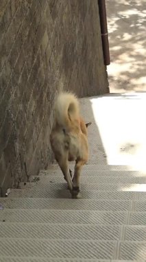 Merdivenlerden yavaş çekimde inen bir köpek, arkadan yakalanmış.