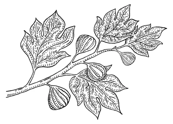 Yaprakları Meyveleri Olan Incir Ağacı Dalı Vector Vintage Gravür Çizimi — Stok Vektör